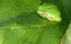 It looks so easy being green